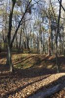 deciduous trees in the autumn season during leaf fall photo