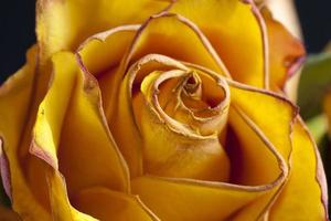 beautiful orange rose to dry for use as decoration photo