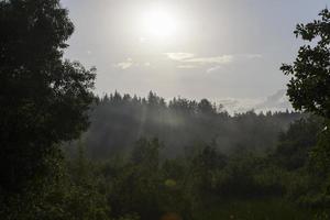 foggy evening after rain in the forest photo