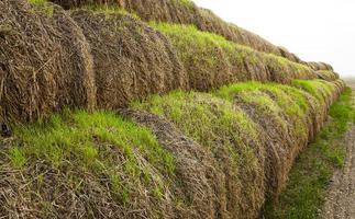 sprouted wheat , harvest photo