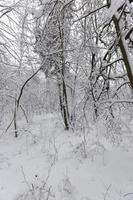 árboles cubiertos de nieve en invierno foto
