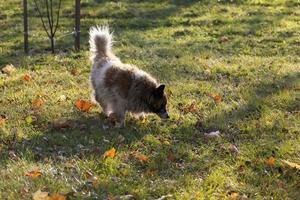 perro sin dueño está sucio y sin hogar foto