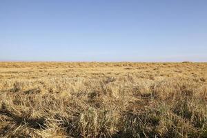 farm field cereals photo