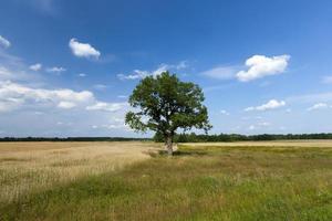 one tree growing in the summer in the field photo
