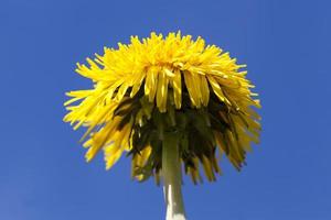 a field with yellow blooming dandelions in the spring season photo