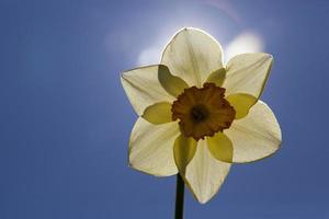 yellow daffodils in summer, close up photo