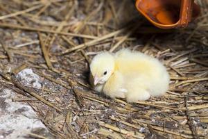 young broiler chickens photo