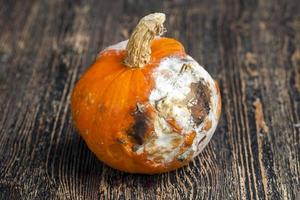 estropeado y peligroso para la salud calabaza naranja podrida foto