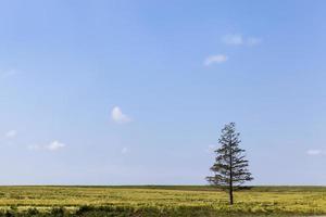 an old spruce in the field photo