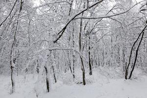 trees growing in the park covered with snow and ice photo