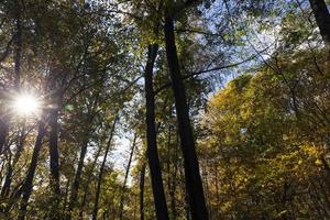 deciduous trees during leaf fall in autumn photo