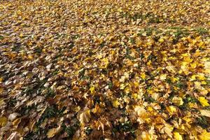 maple foliage in autumn leaf fall photo