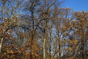 deciduous trees in the autumn season during leaf fall photo