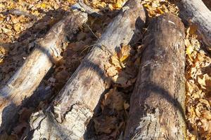 troncos tirados en el bosque en la temporada de otoño foto