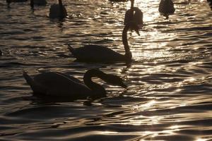 spring time on with a flock of swans photo