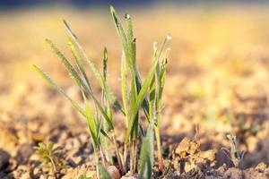 wheat with ice crystals photo