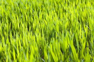 green wheat or other cereals on agricultural land photo