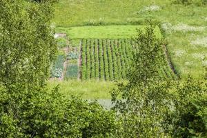 varieties of potato plants photo