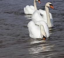 swans in spring photo