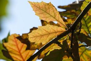 changing color oak in the autumn season photo