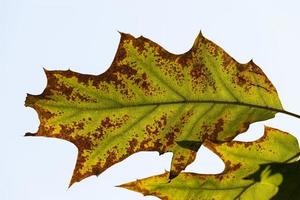 changing color oak in the autumn season photo