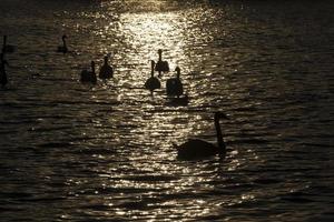 spring time on with a flock of swans photo