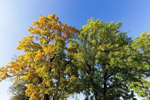 deciduous oak trees in the forest or in the Park photo
