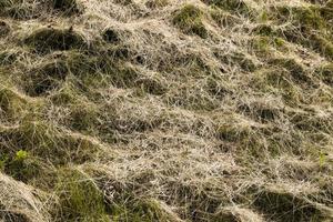 grass harvesting, close up photo