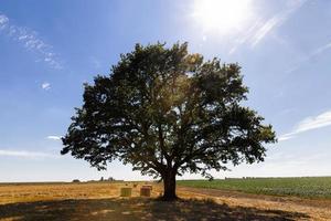 beautiful green oak and Golden straw photo