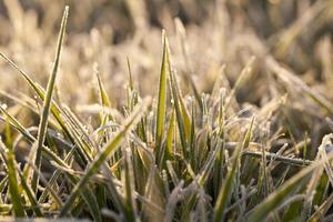 wheat planted for winter photo