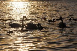 spring time on with a flock of swans photo
