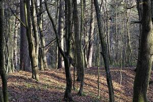 árboles de hoja caduca en la temporada de otoño foto