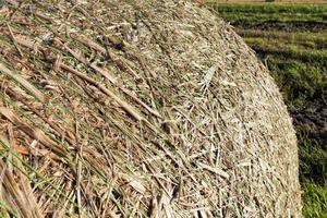 stubble and straw stacks photo