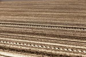 campo agrícola sembrado con grano en primavera o verano foto