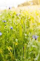 pea field, close up photo