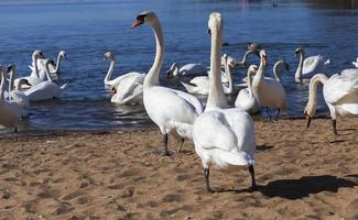 swans in spring, come ashore photo