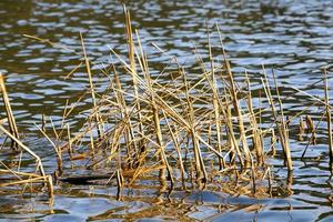 dry grass on the lake photo