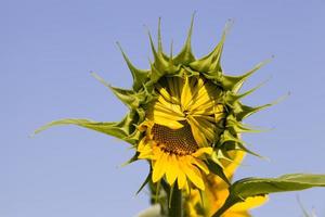 sunflowers, territory of Eastern Europe photo