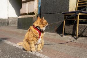 gato doméstico asustado en un arnés y con una correa se sienta en la acera foto