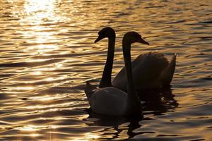 a pair of swans swimming at sunset photo