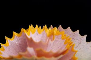 pencil shavings after sharpening photo