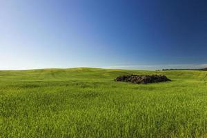 agricultural plants in the field photo