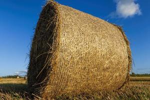 an agricultural field photo