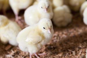 pollitos de pollo en una granja avícola foto