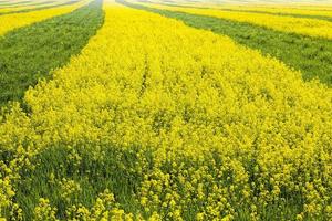 agricultural field where breeding varieties of rapeseed are grown photo