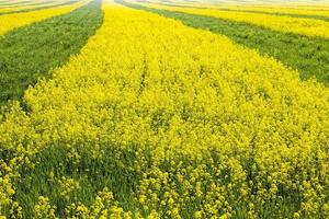 campo agrícola donde se cultivan variedades de colza foto