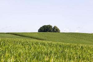 corn on an agricultural field photo