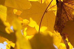 maple foliage in autumn leaf fall photo