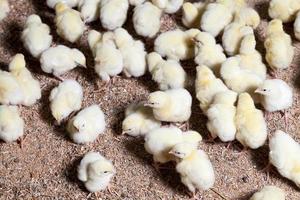 genetically enhanced white chicken chicks photo