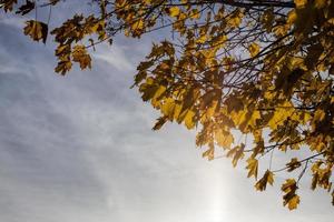 follaje de arce en otoño caída de hojas foto